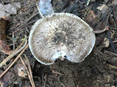 Image of Tricholoma moseri Singer 1989