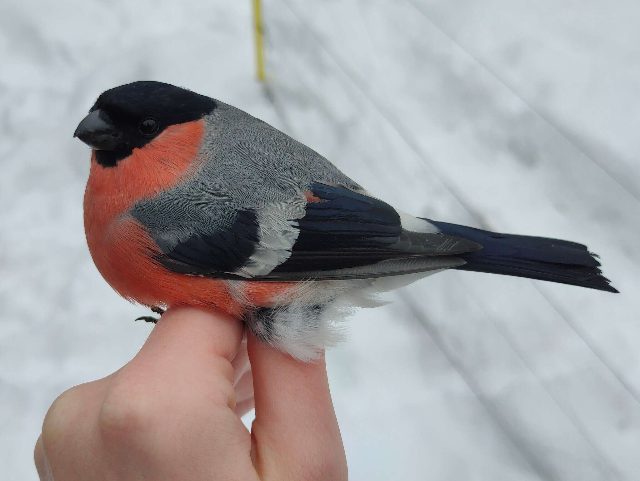 Image of Eurasian bullfinch