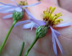 Image of Felicia filifolia subsp. filifolia