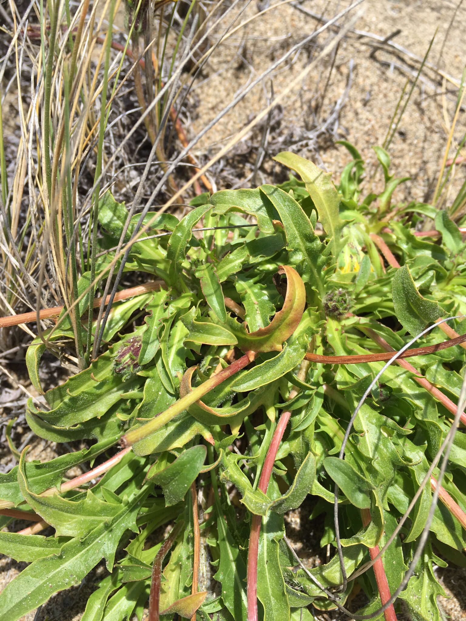 Image of woolly goat chicory