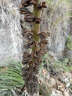 Agave ornithobroma Gentry resmi