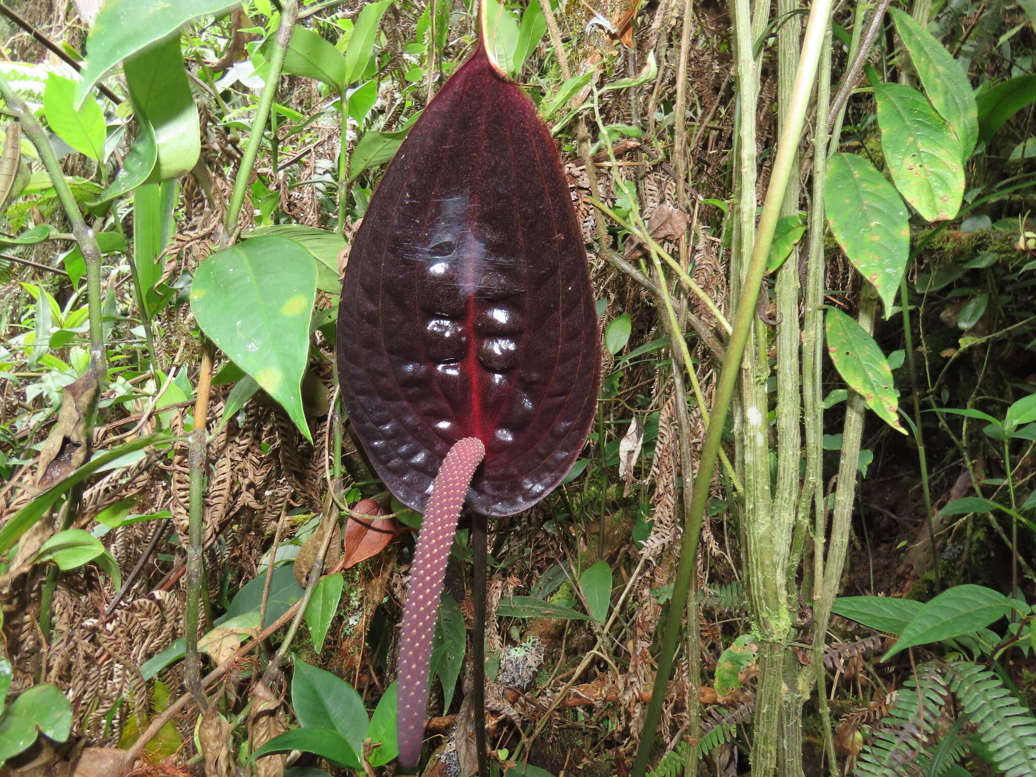 Image of Anthurium caramantae Engl.