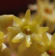 Image of Struthiola eckloniana (Meissn.) Gandoger