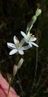 Imagem de Ornithogalum graminifolium Thunb.