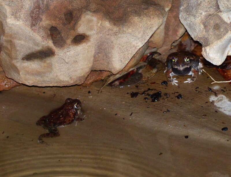 Image of Marbled Sand Frog