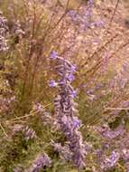 Image of <i>Salvia abrotanoides</i>