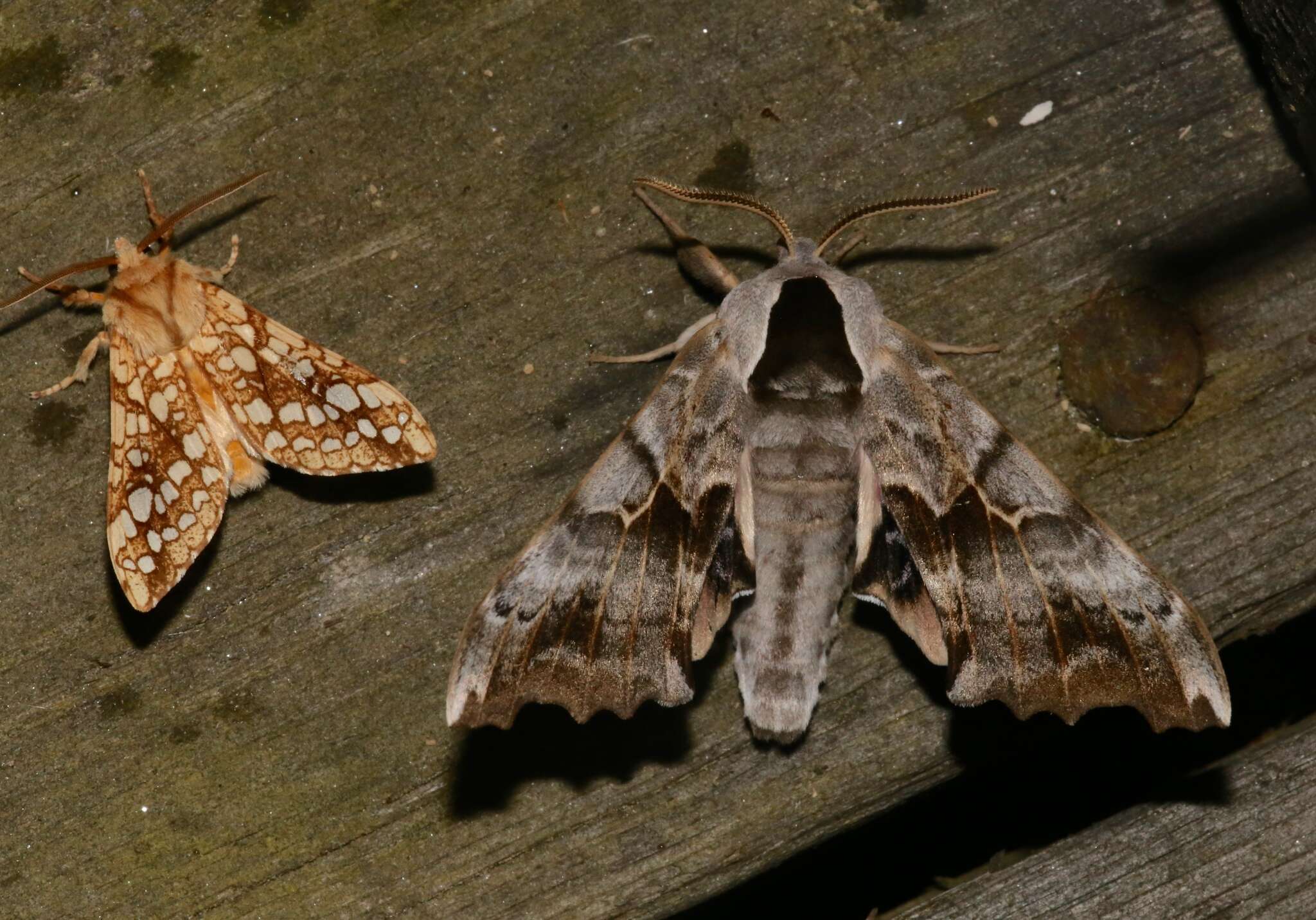 Image of One-eyed Sphinx, Eyed Hawk-moth