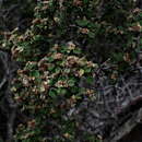 Image of Spyridium obovatum (Hook.) Benth.