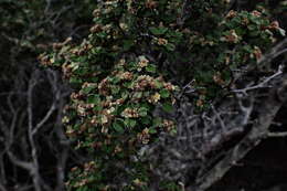 صورة Spyridium obovatum (Hook.) Benth.