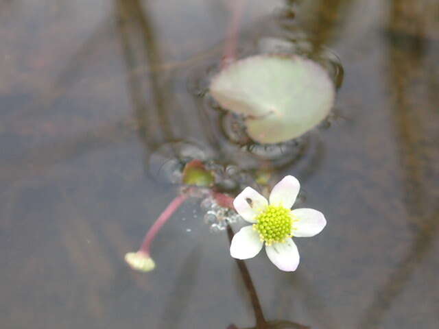 Image de Caltha natans Pall.