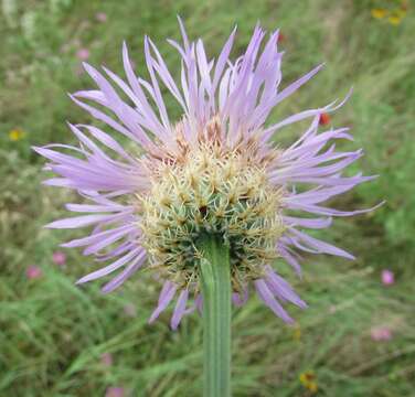 Plancia ëd Plectocephalus americanus (Nutt.) D. Don