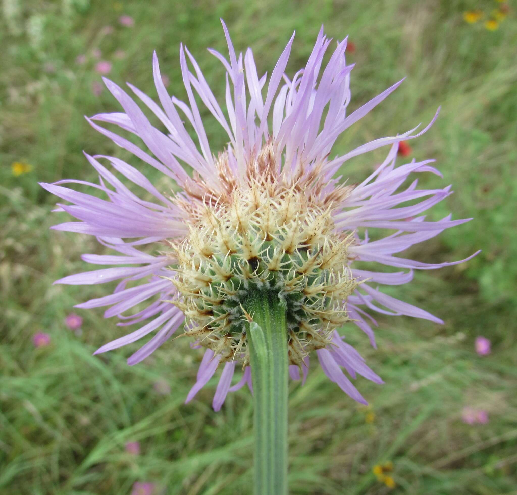 Imagem de Plectocephalus americanus (Nutt.) D. Don