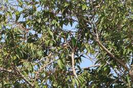 Image of Lesser Green Leafbird