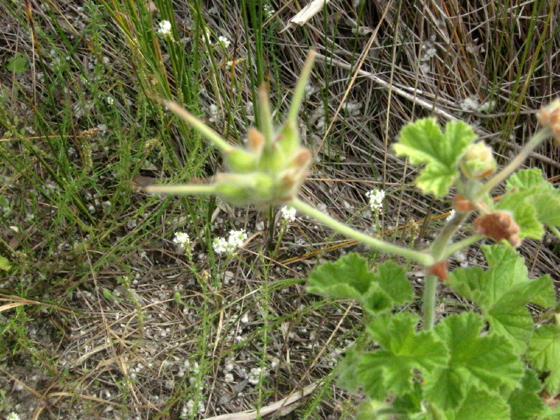 Image of rose scented geranium