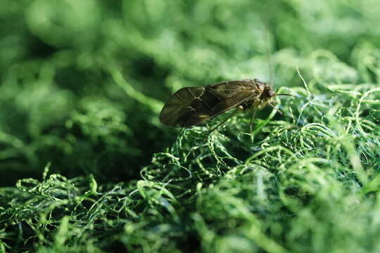 Metylophorus nebulosus (Stephens 1836) resmi