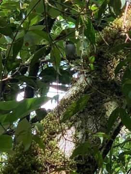 Image of Narrow-billed Tody