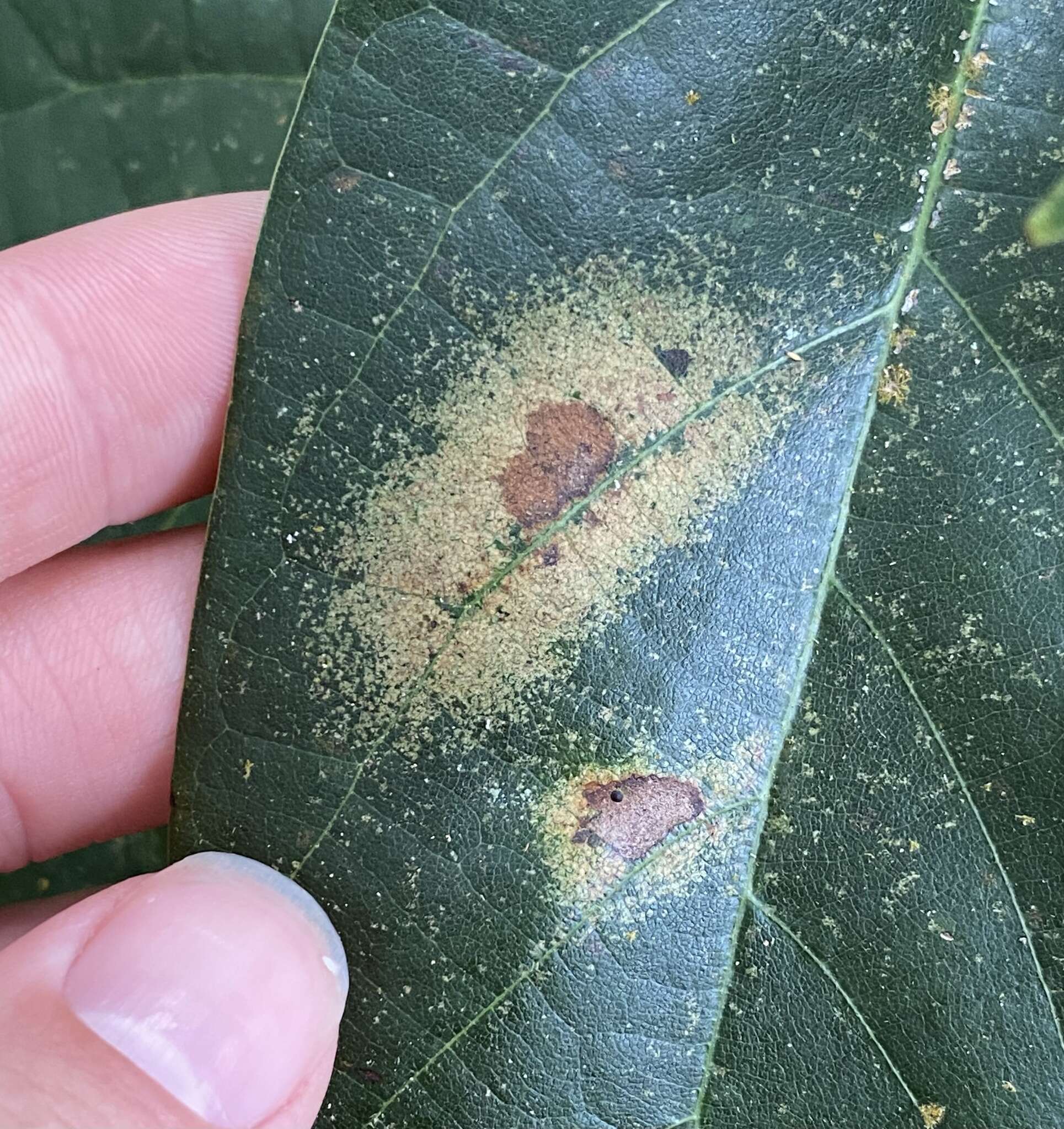 Image of Avocado lace bug