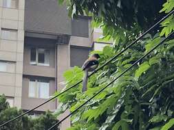 Image of Grey Treepie