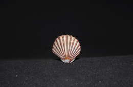 صورة Leptopecten Verrill 1897