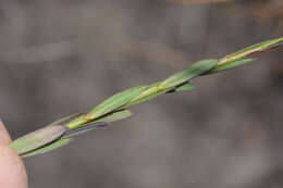 Plancia ëd Linum africanum L.