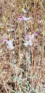 Слика од Stachys inflata Benth.