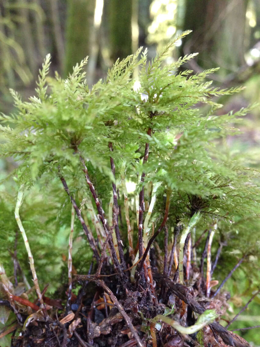 Image of leucolepis umbrella moss