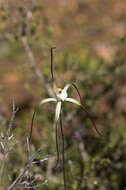 Image of Yellow spider orchid