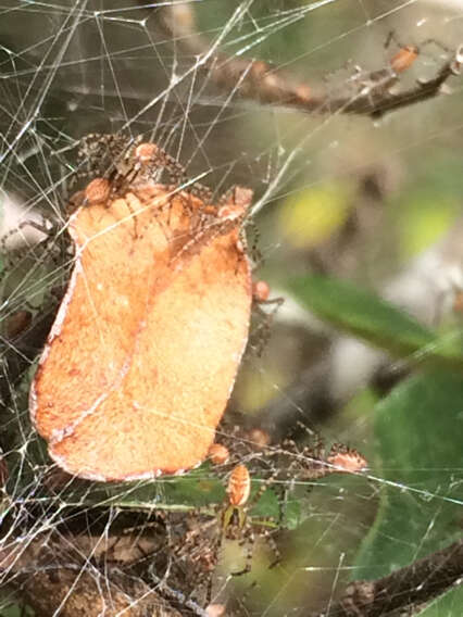 Imagem de Peucetia