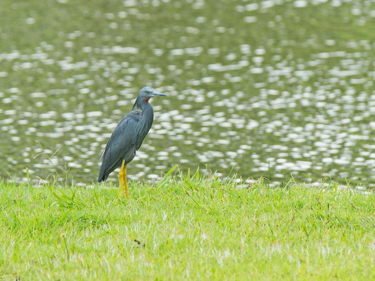 Image of Slaty Egret