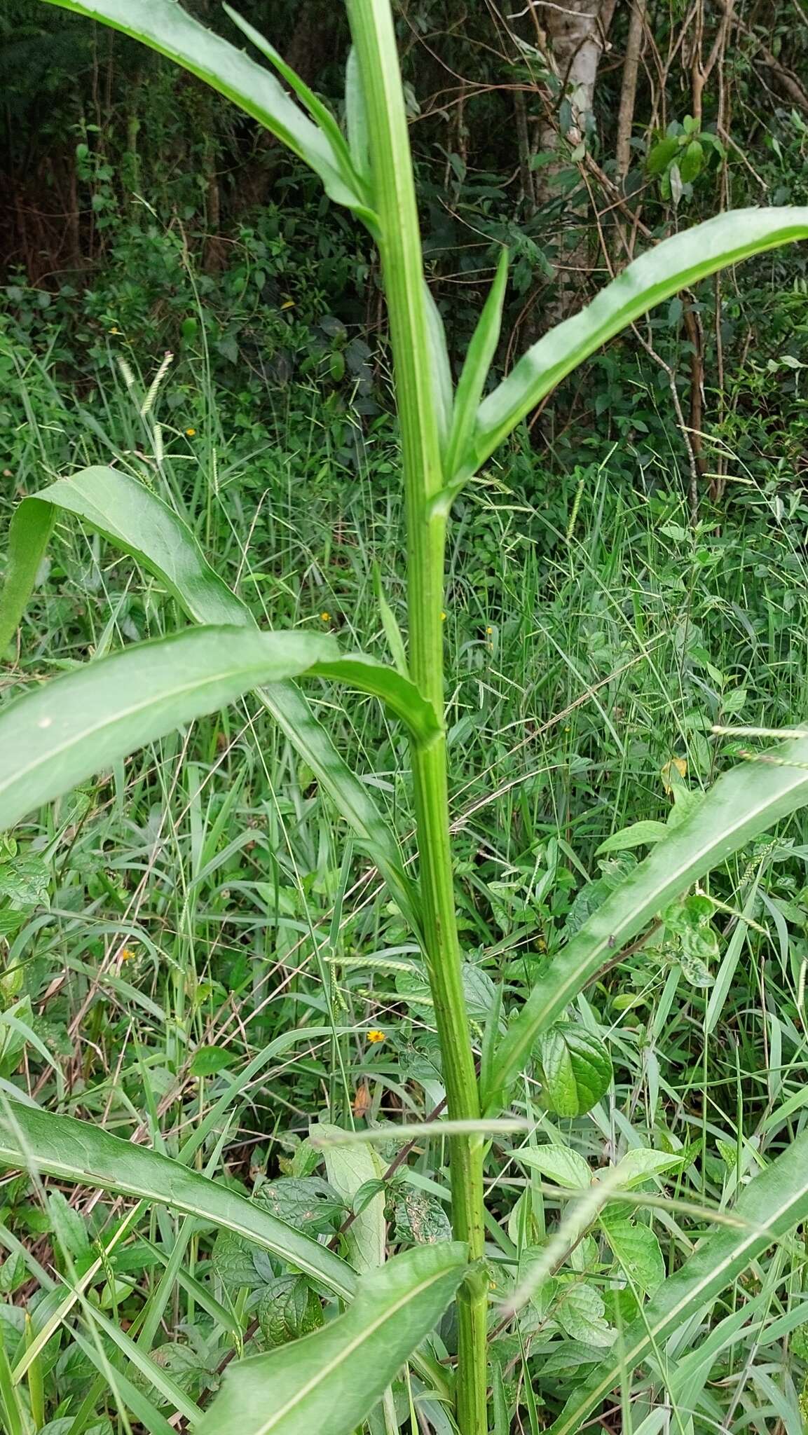 Plancia ëd Leptostelma maxima D. Don