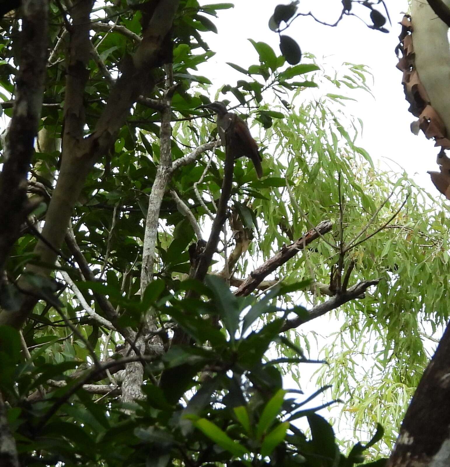 Image of Magnificent Riflebird