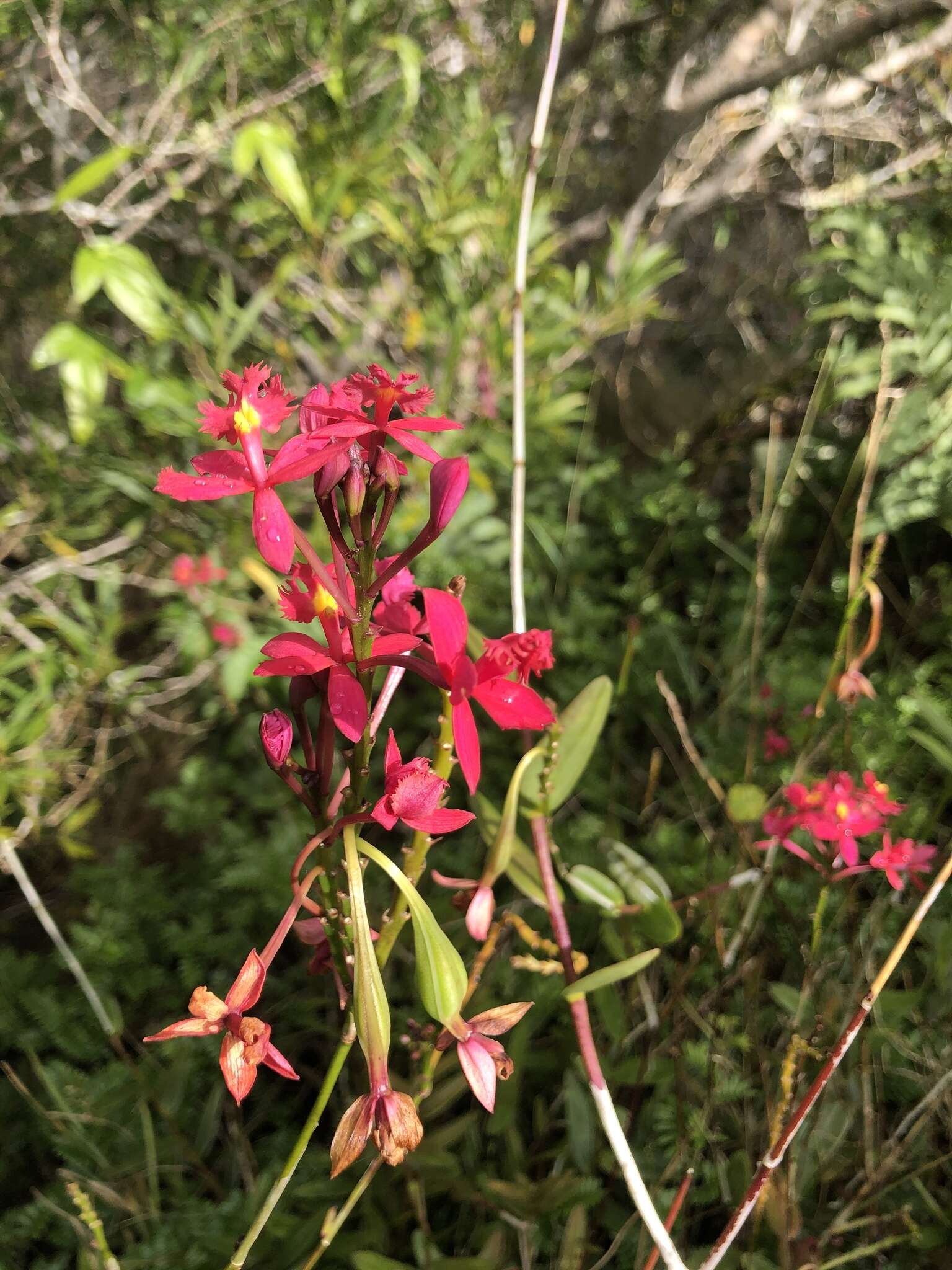 Plancia ëd Epidendrum obrienianum Rolfe