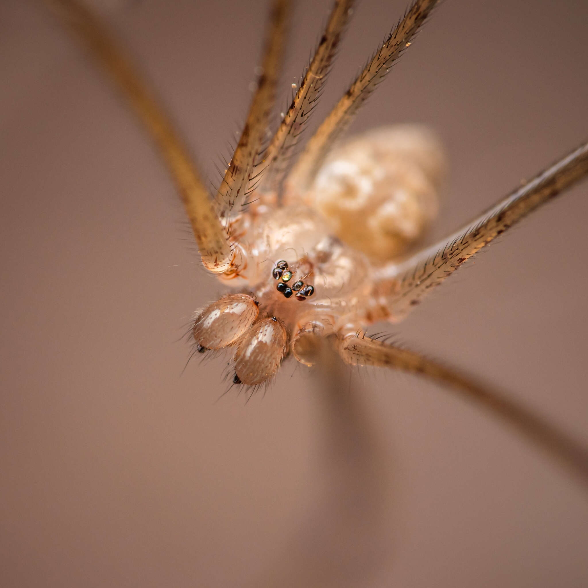 Image of Cellar spider