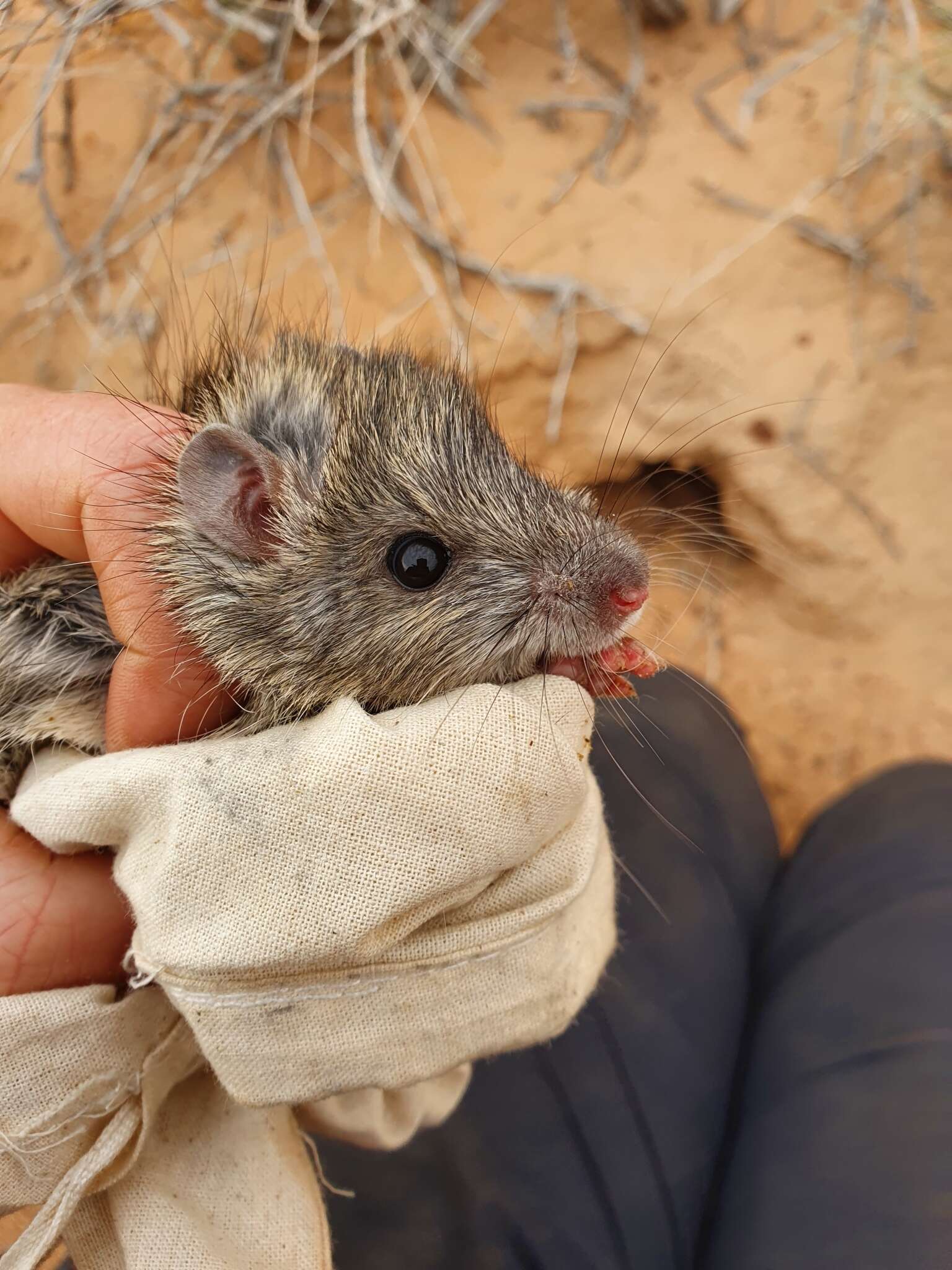 Image of Australian Long-haired Rat