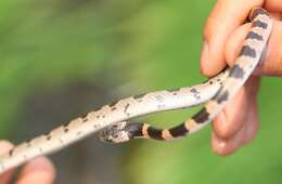 Image of Oriental Odd-tooth Snake