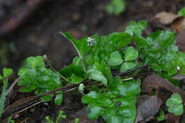 Image of Plantago palmata Hook. fil.