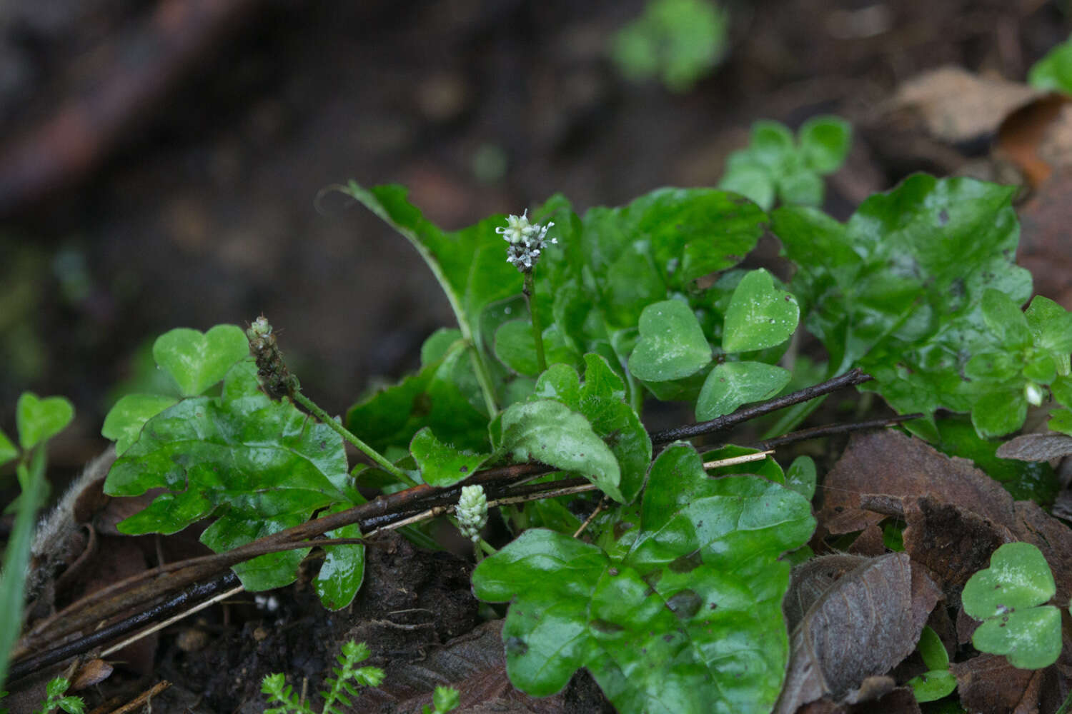 Image of Plantago palmata Hook. fil.