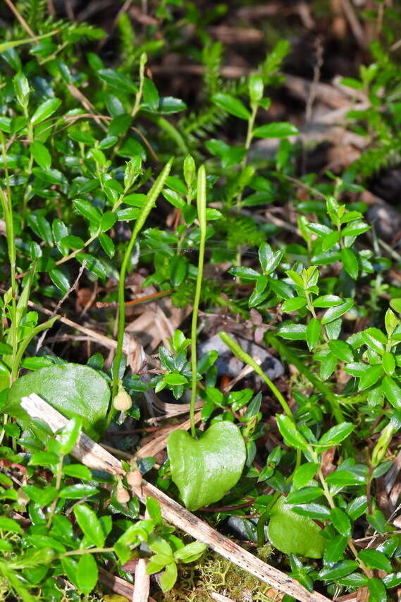 Imagem de Ophioglossum austroasiaticum Nishida