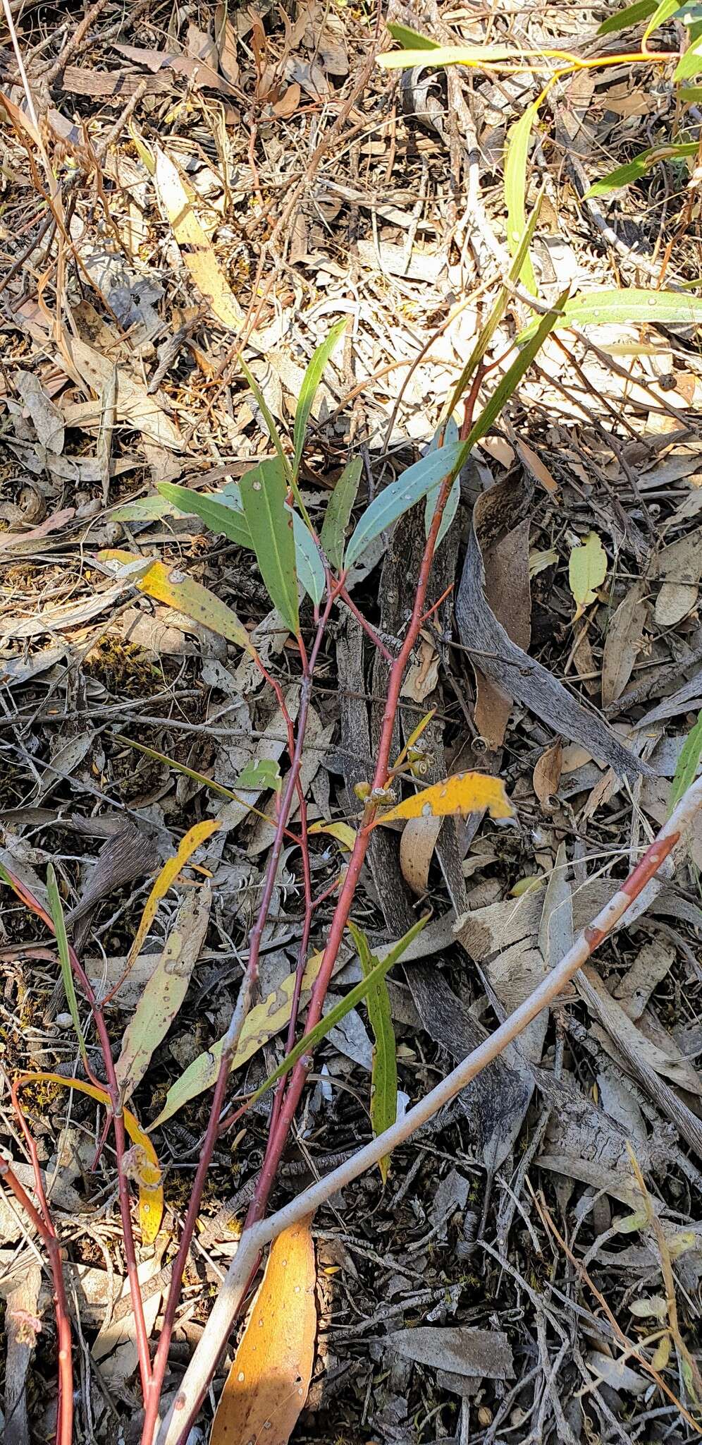 Слика од Eucalyptus oleosa subsp. ampliata L. A. S. Johnson Lf K. D. Hill