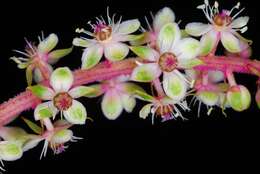 Image of Mexican pokeweed