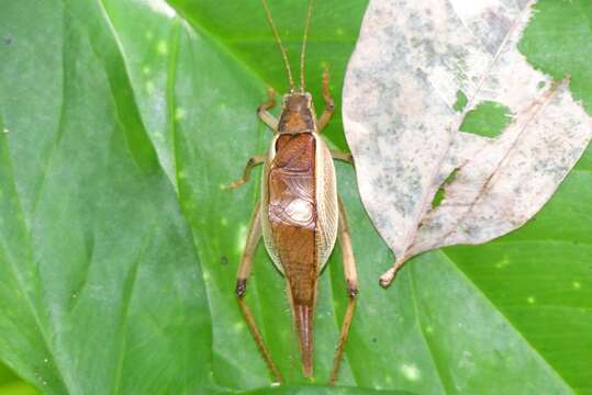 Image de Sonotrella (Sonotrella) major Liu, Xian-wei, Haisheng Yin & Yunzhen Wang 1993