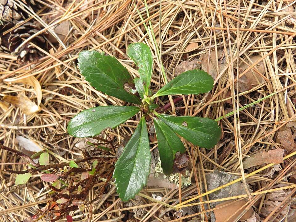 Image of pipsissewa