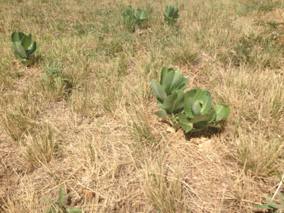 Image of broadleaf milkweed