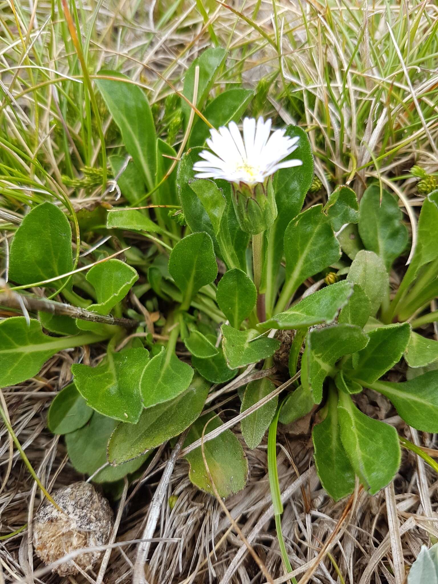 Image of Pappochroma nitidum (S. J. Forbes) G. L. Nesom