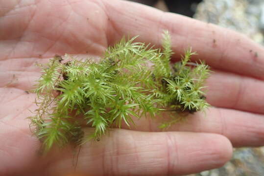 Image of longbract pohlia moss