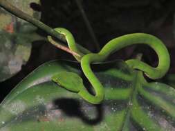 Image of Malcolm’s pitviper