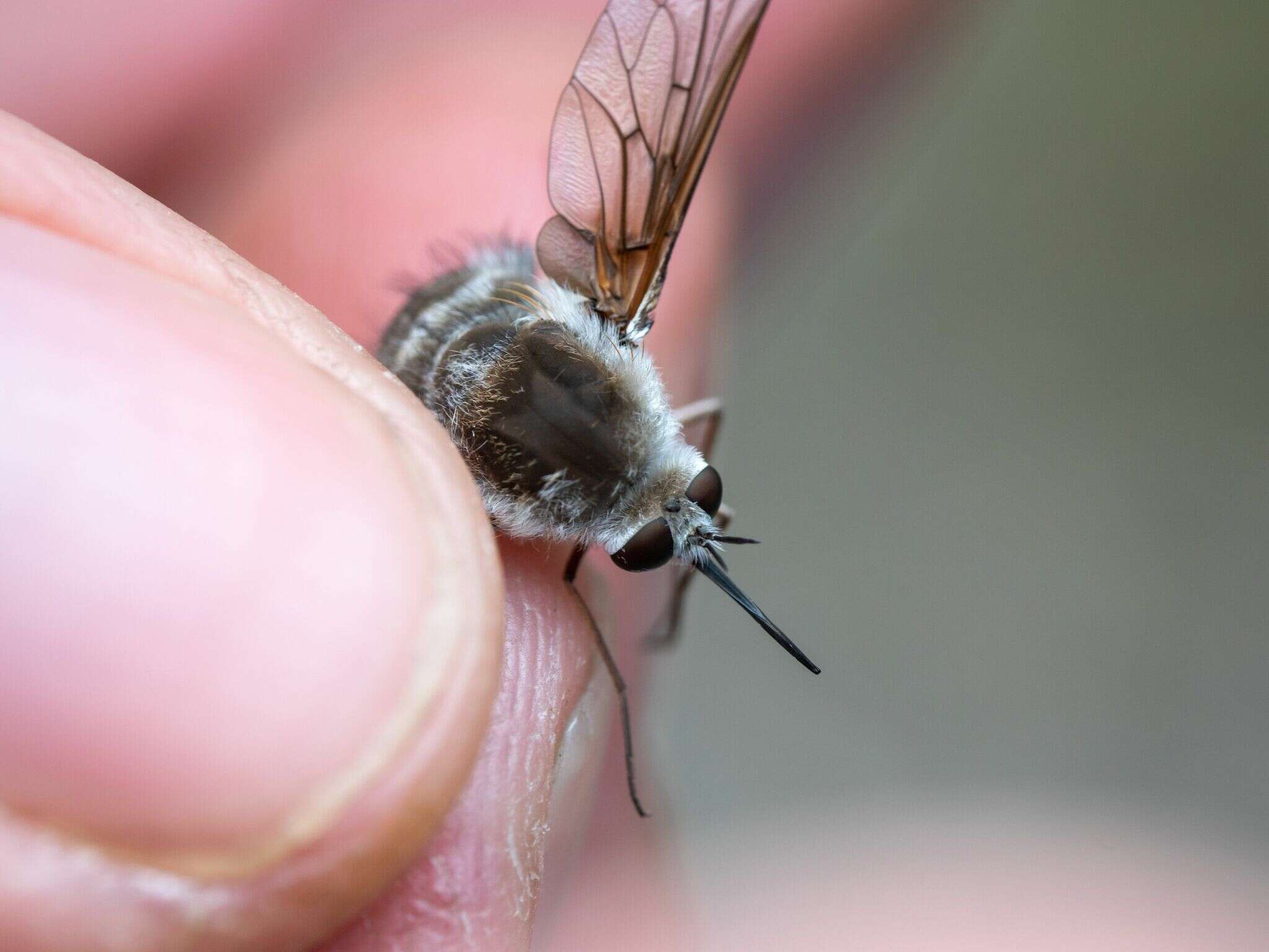 Image of Bombylius incanus Johnson 1907