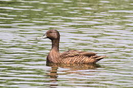 Image of Meller's Duck