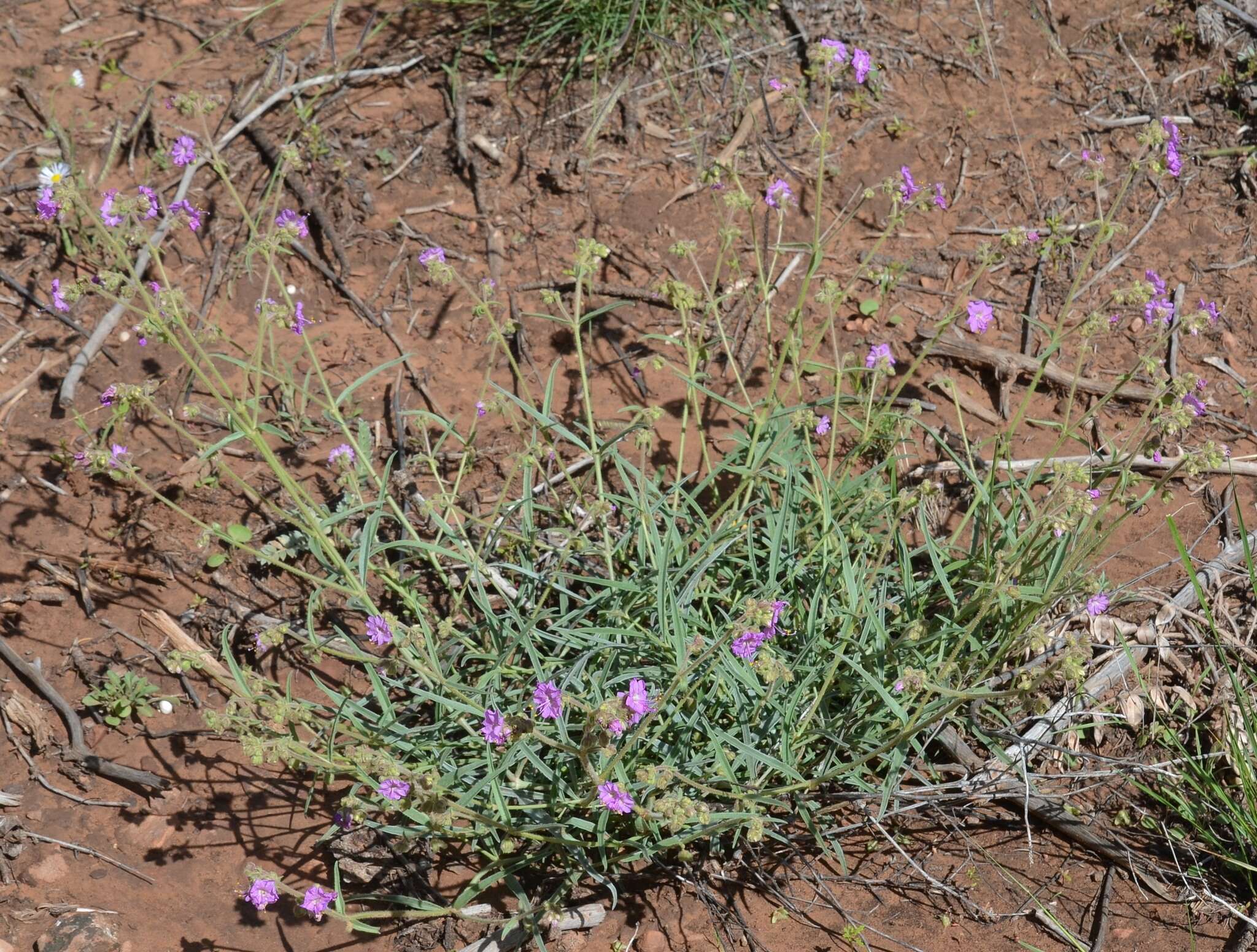 Mirabilis linearis (Pursh) Heimerl resmi