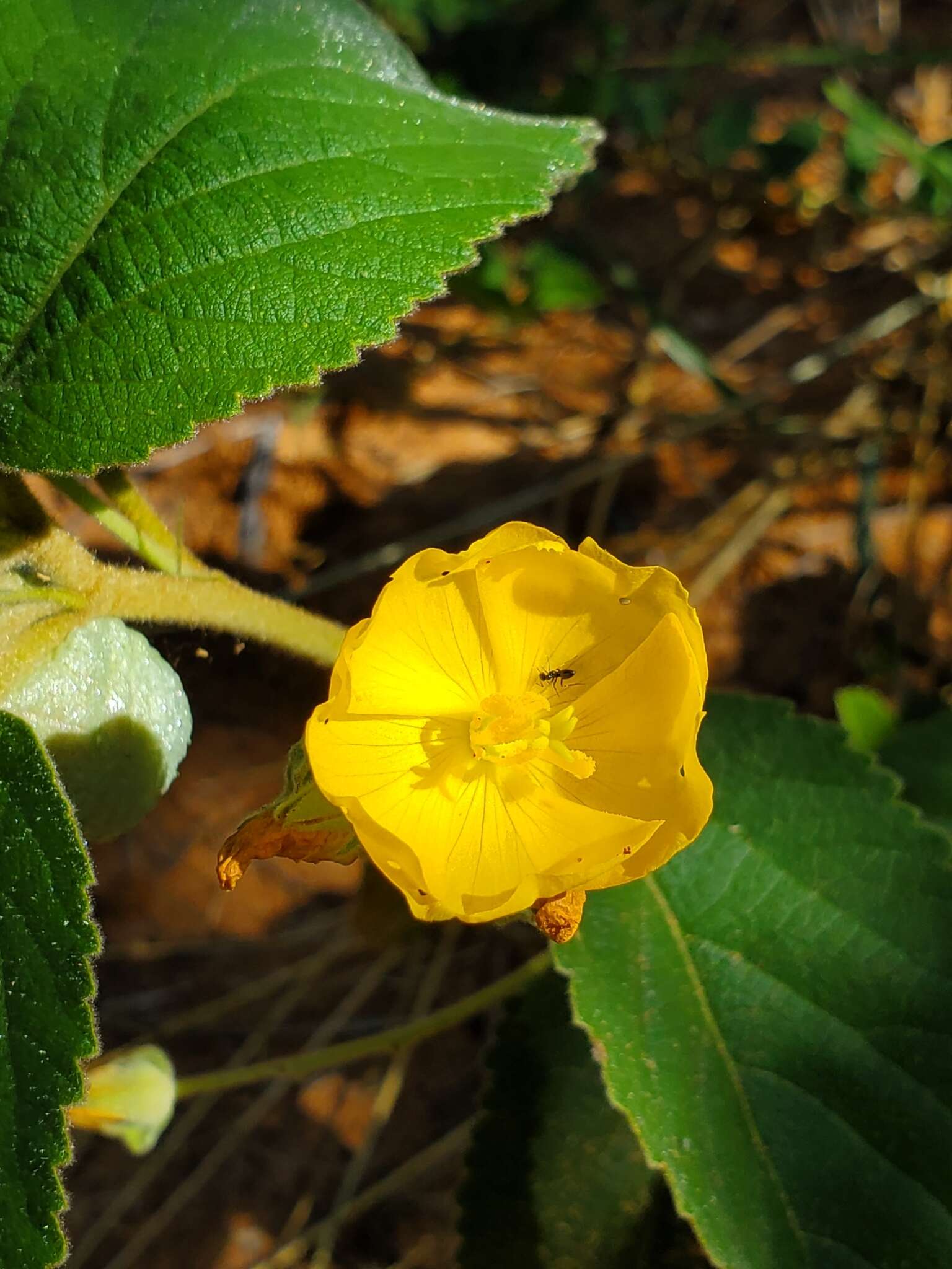 Image of Melhania acuminata Mast.